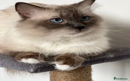 Ragdoll cats for stud: GCCF/TICA GrandChampion Bloodline Ragdoll for Stud in Accrington - Image 5