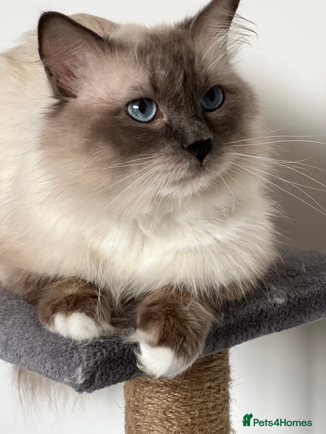 Ragdoll cats for stud: GCCF/TICA GrandChampion Bloodline Ragdoll for Stud in Accrington - Image 5