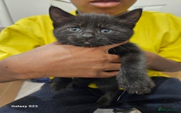 American Shorthair cats for sale: Tubby kittens  - Image 5