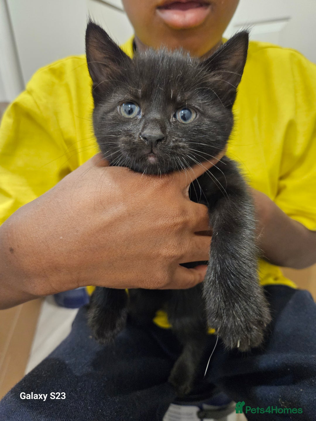 American Shorthair cats for sale: Tubby kittens  - Image 5