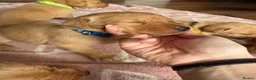 Labrador Retriever dogs for sale: Fox Red Labrador - Advert 33