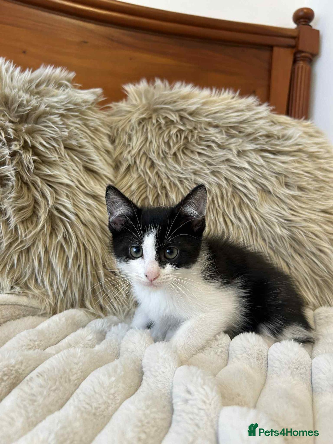 Mixed Breed cats for sale: 🏆Kittens for Sale🏆  - Image 4