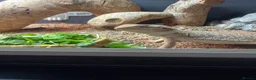 Bearded Dragon reptiles for sale: Bearded dragon and full set up  - Advert 3