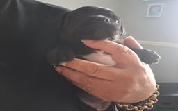 Staffordshire Bull Terrier dogs for sale: Chunky Staffy puppies excellent bloodline - Image 12