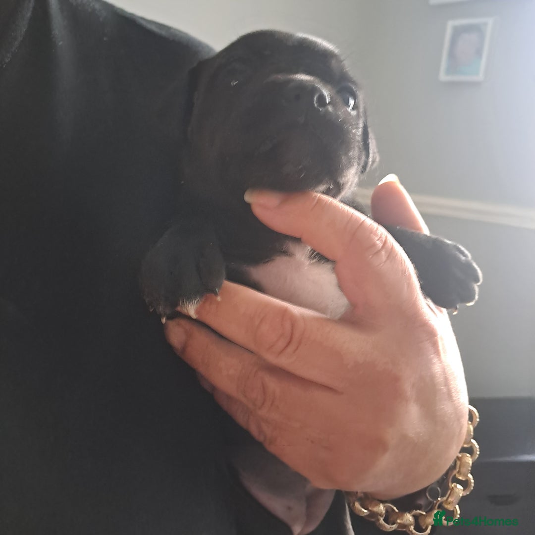 Staffordshire Bull Terrier dogs for sale: Chunky Staffy puppies excellent bloodline - Image 12