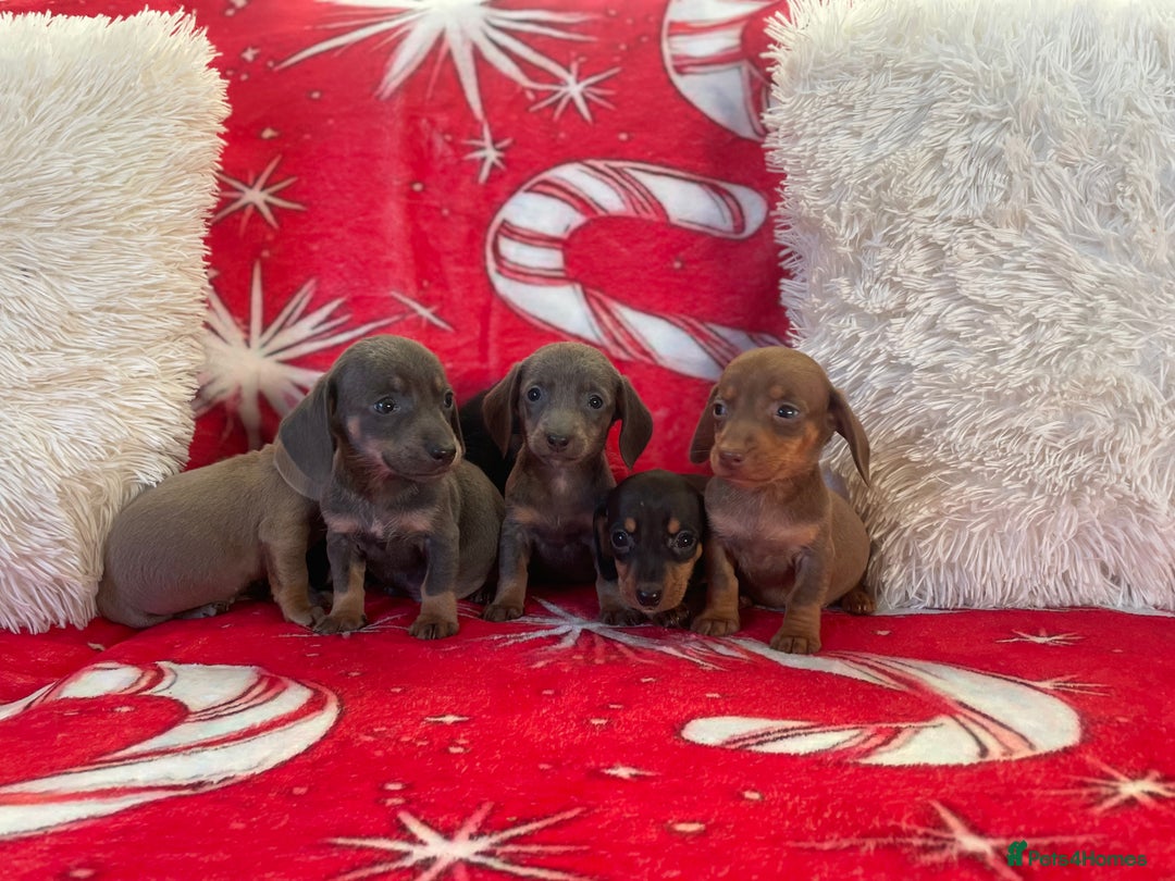 Dachshund dogs for sale: Beautiful Dachunds ready from 23rd December  - Advert 6