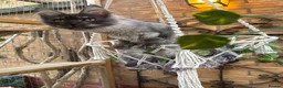 Maine Coon cats for sale: Exceptional pedigree MaineCoons - Phantom & Sprite - Advert 7