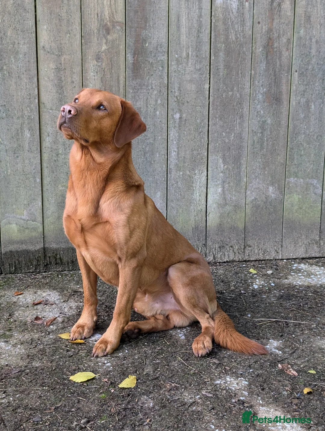 Labrador Retriever dogs for stud: Red ( Lord Ajax) Fox Red KC Labrador Stud Dog  in Watchet - Advert 2