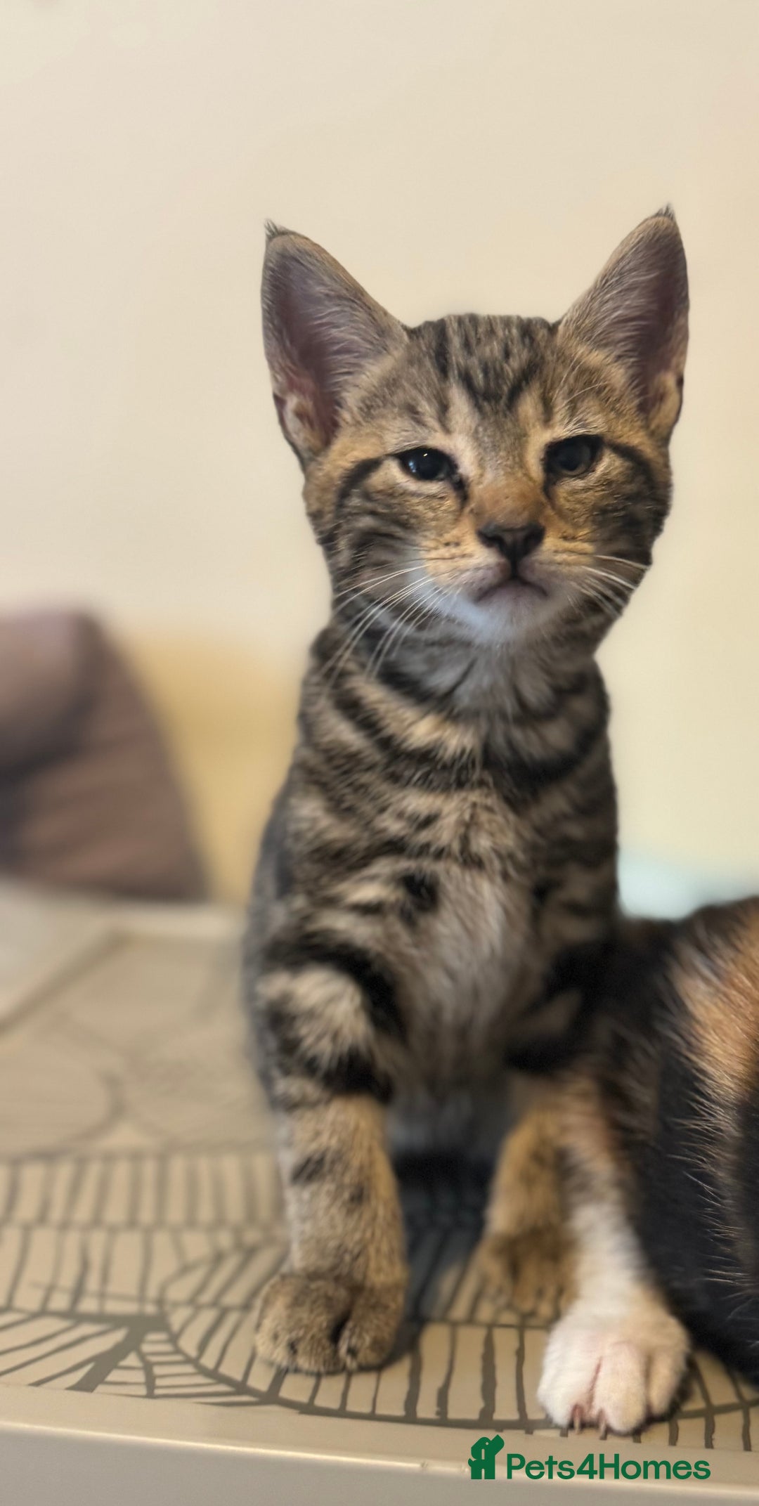 British Shorthair cats for sale: 2 boys one girl for sale  - Image 2