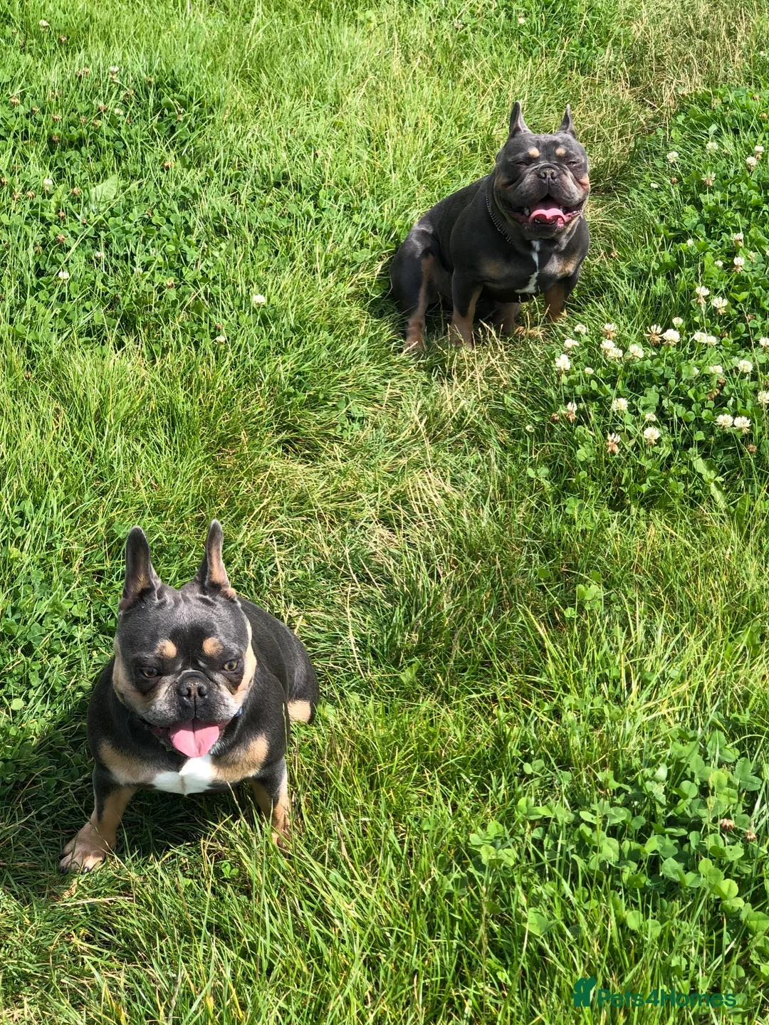 French Bulldog dogs for sale: 2 french bulldogs brother and sister  in Romford - Advert 8