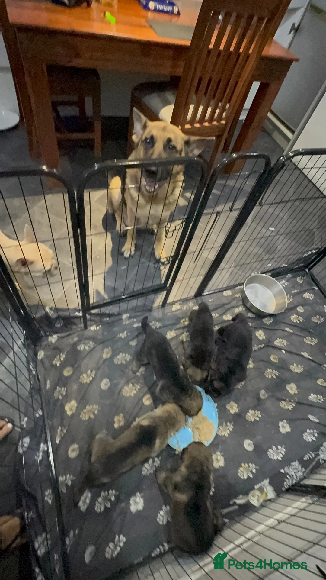 German Shepherd dogs for sale: Germans Shepard 🐶  - Advert 1