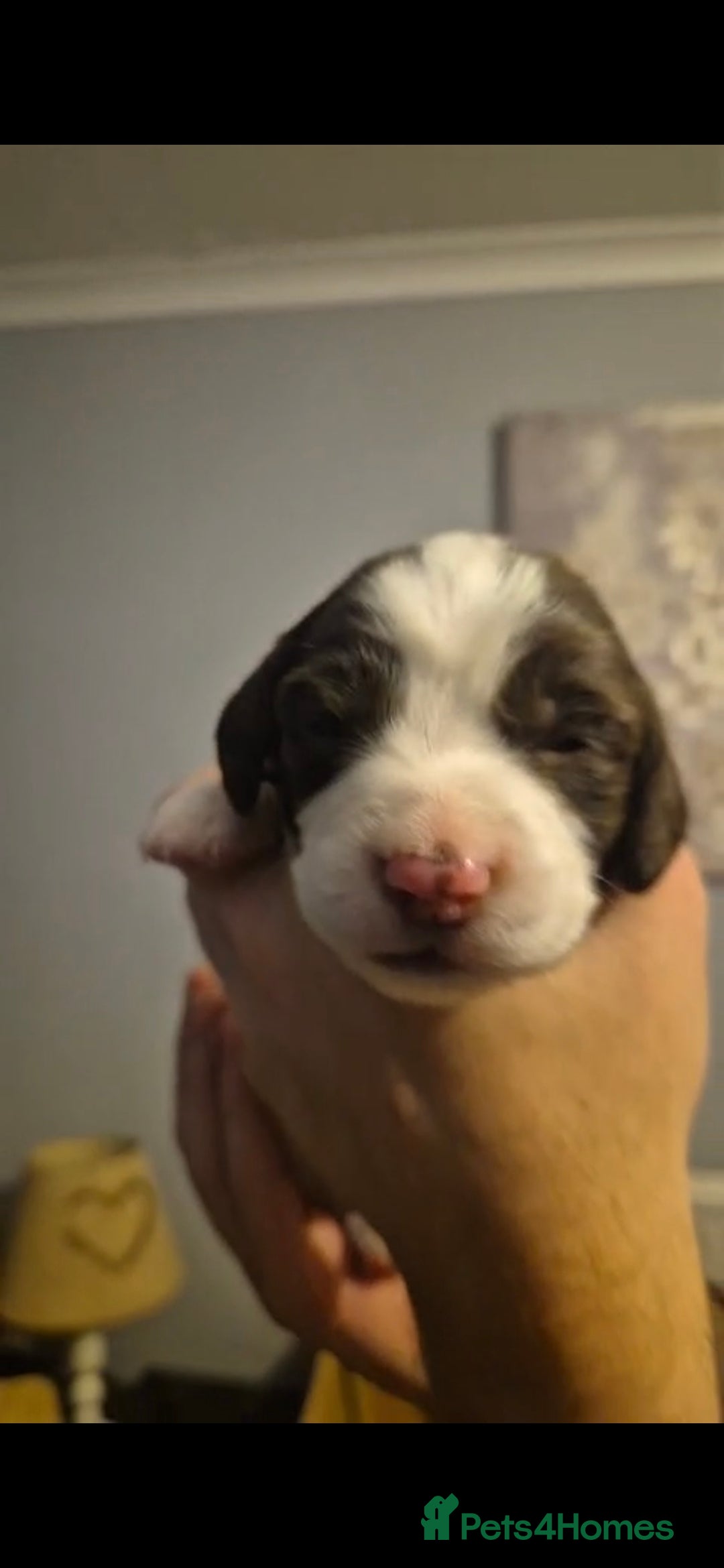 English Springer Spaniel dogs English spring spanials  - Advert 2