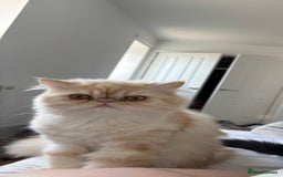 Persian cats for sale: Persian male (Waffles) - Image 4