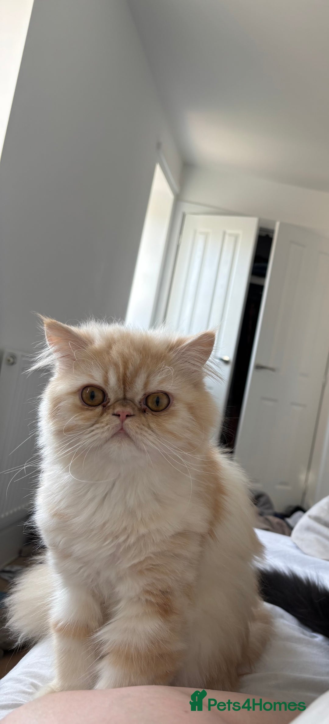 Persian cats for sale: Persian male (Waffles) - Image 4