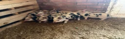 Pig livestock for sale: Julianna piglets for sale  in Bedworth - Advert 3