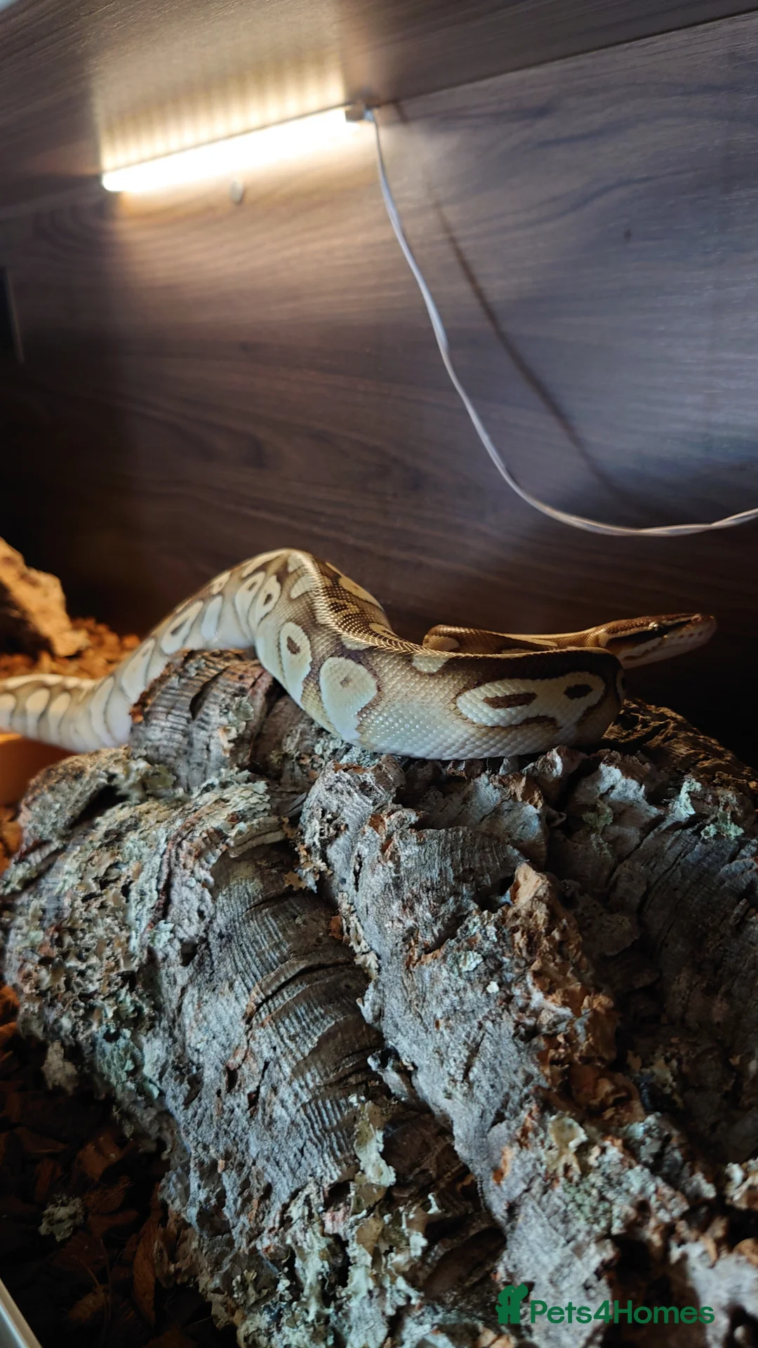 Python Snake reptiles for sale: Male butter ball python  - Advert 2