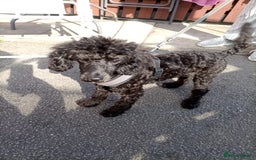 Poodle dogs for sale: Poodle  - Image 1