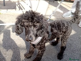 Poodle dogs - Advert 15