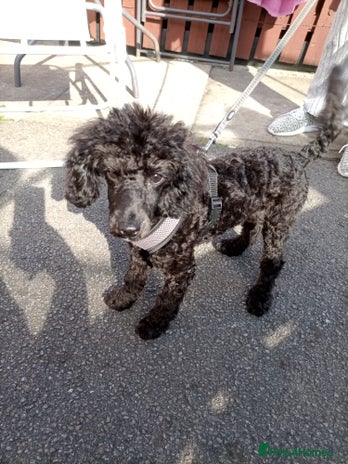 Poodle dogs - Advert 10