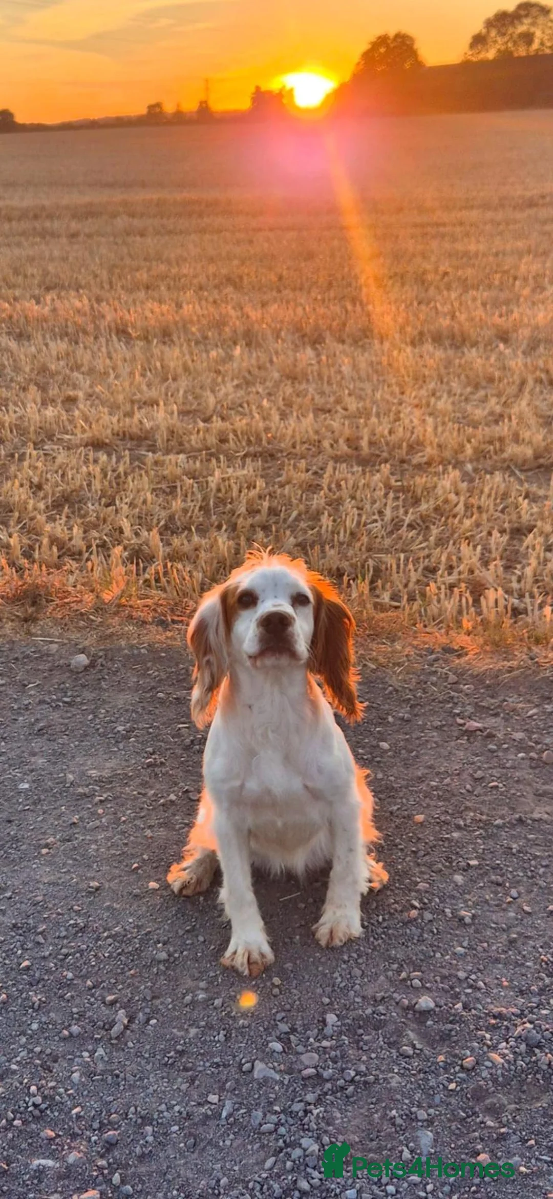 Cocker Spaniel dogs for sale: Beautiful working cocker spaniel puppies in Worcester - Advert 17