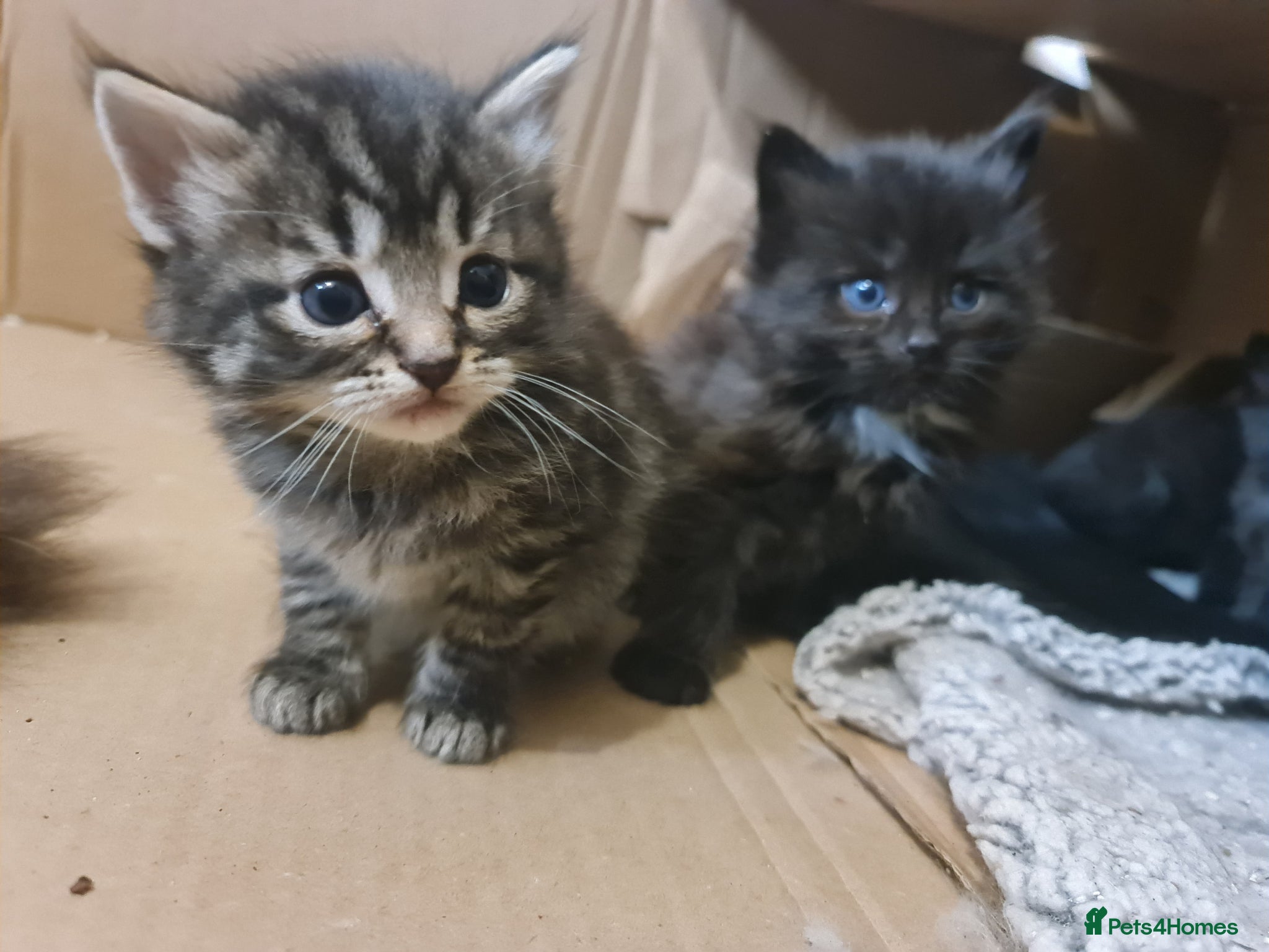 Mixed Breed cats 2 brother kittens for sale - Advert 3