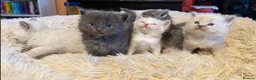 Ragdoll cats for sale: Adorable Ragdoll X Kittens - Advert 12