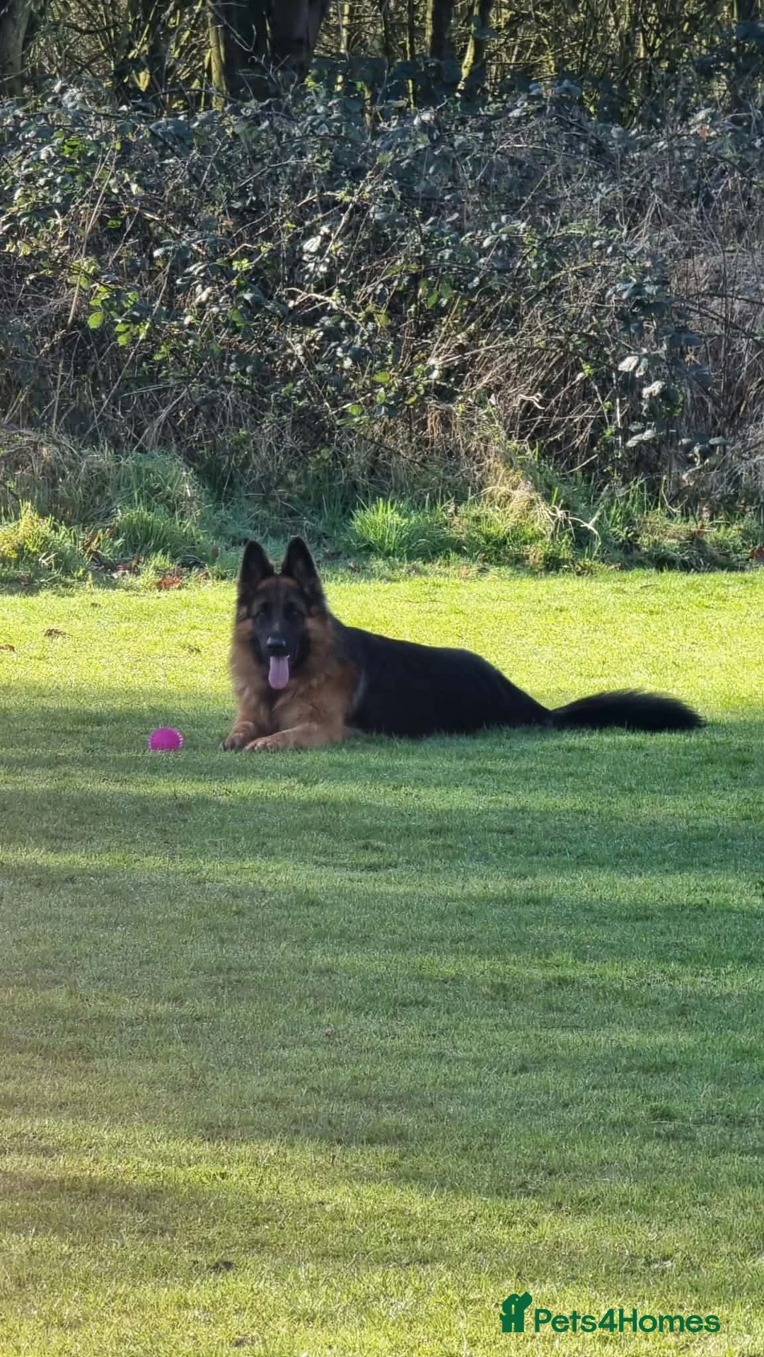 German Shepherd dogs for stud:     Exceptional Long Coat German Shepherd Stud 🐾 - Advert 7