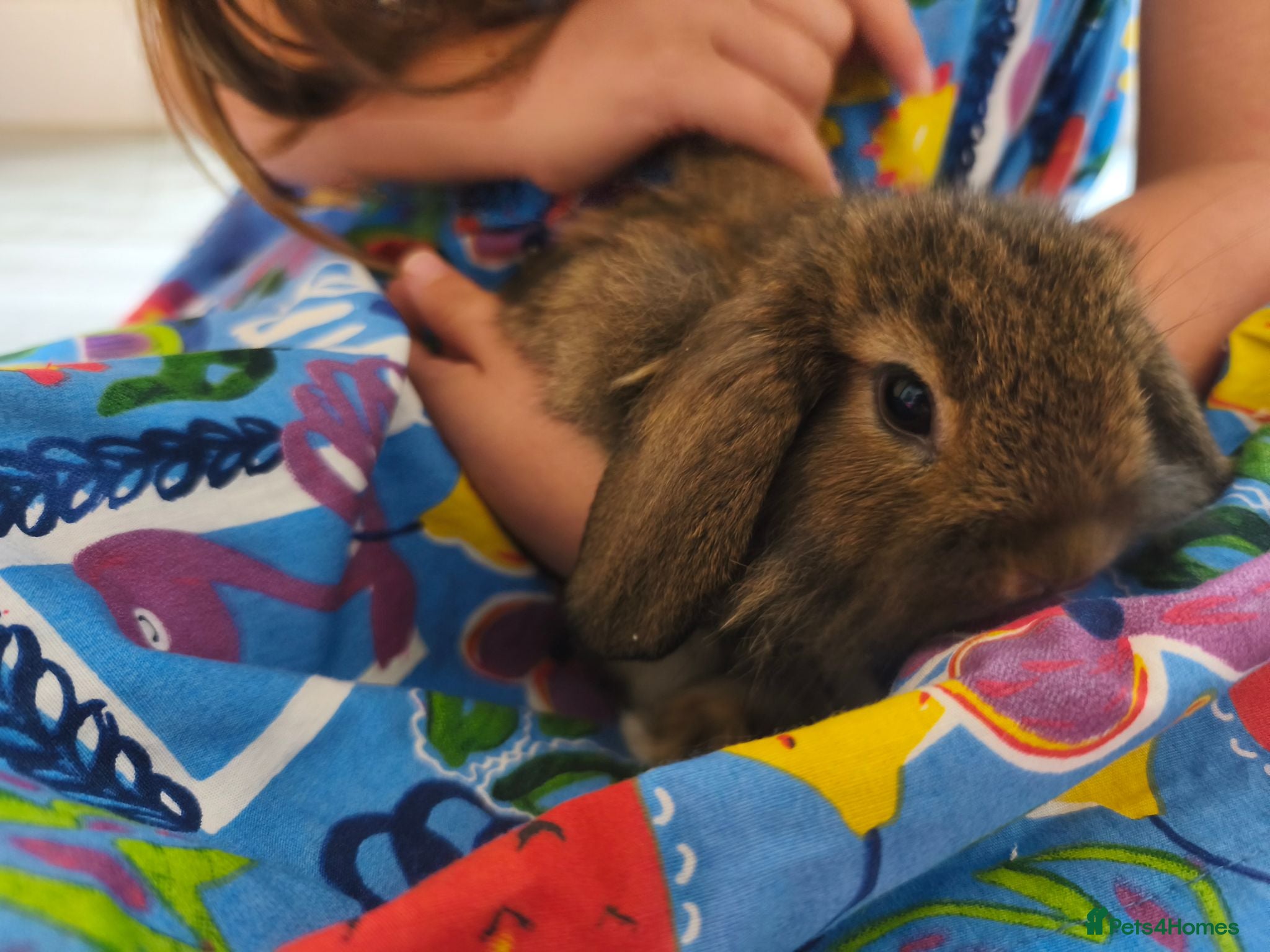 Mini Lop rabbits 1 Fawn Girl & 1 Grey Boy Ready Now 💙💖 - Advert 1
