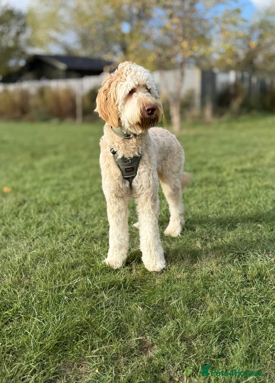 Goldendoodle dogs for sale: Goldendoodle  in Swindon - Advert 1