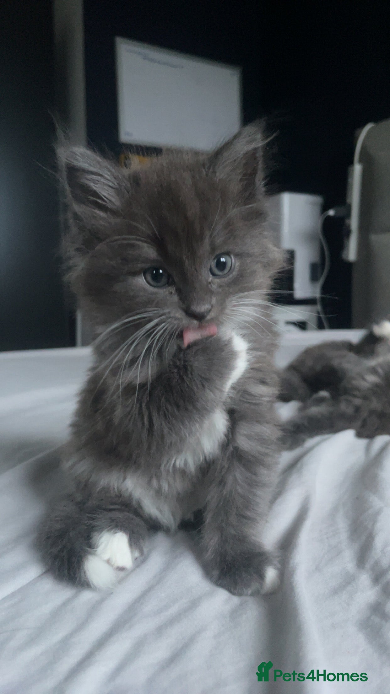 Ragdoll cats 4 maincoon x ragdoll kittens - Advert 8