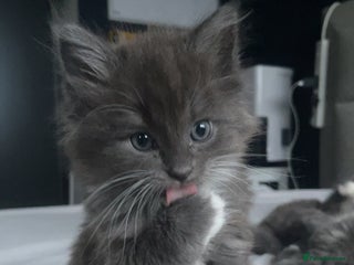 Ragdoll cats 4 maincoon x ragdoll kittens - Advert 8