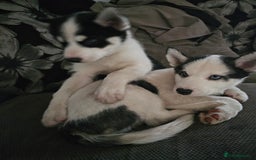 Siberian Husky dogs for sale: Siberian husky - Advert 7