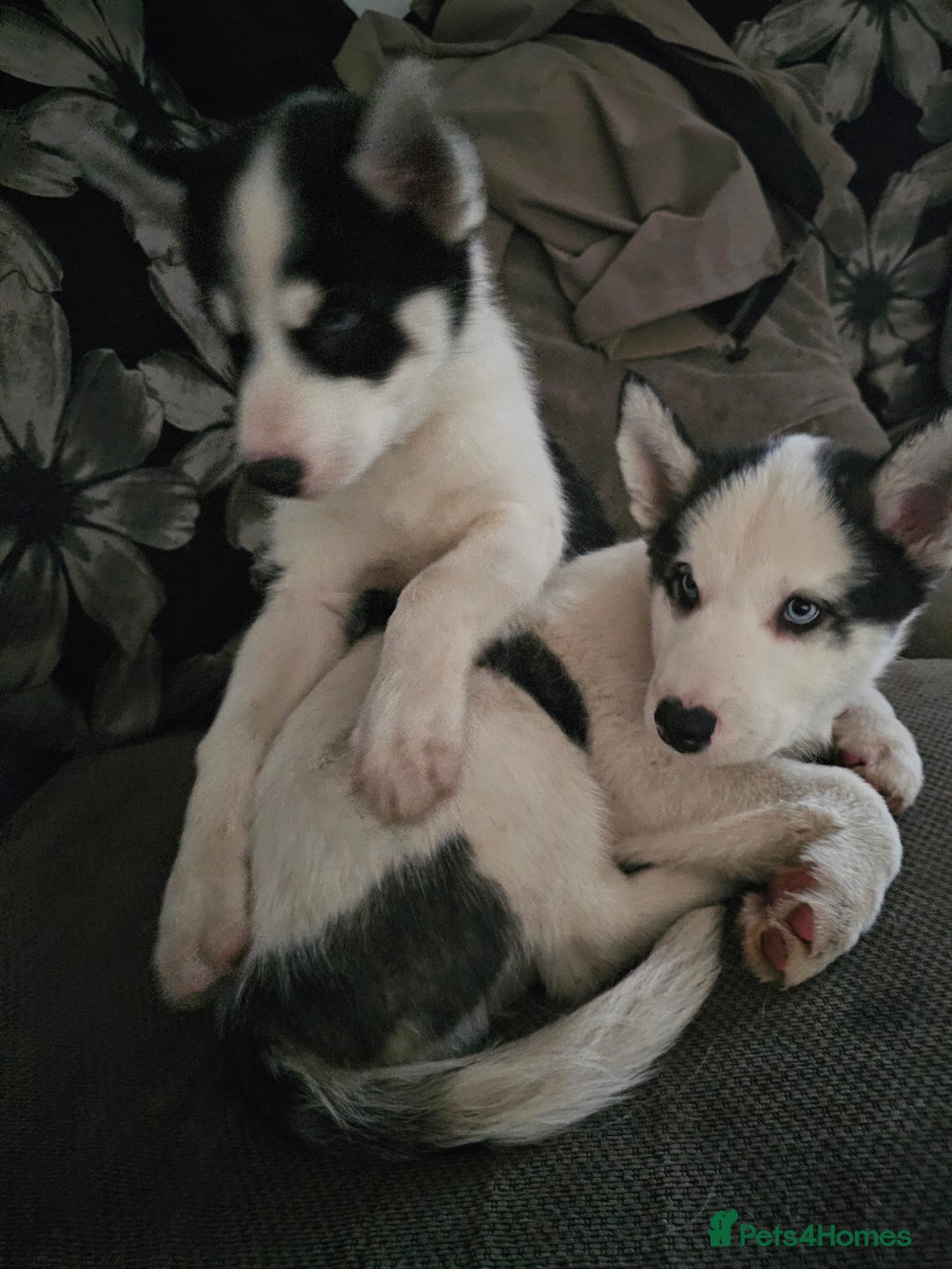 Siberian Husky dogs for sale: Siberian husky - Advert 7