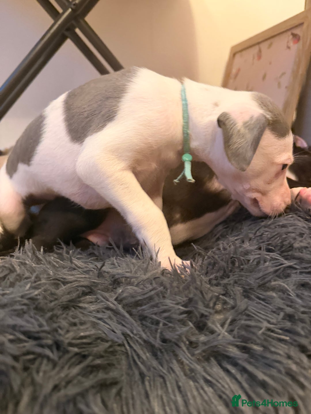 Whippet dogs for sale: KC Whippet puppies only 2 boys left  - Advert 20