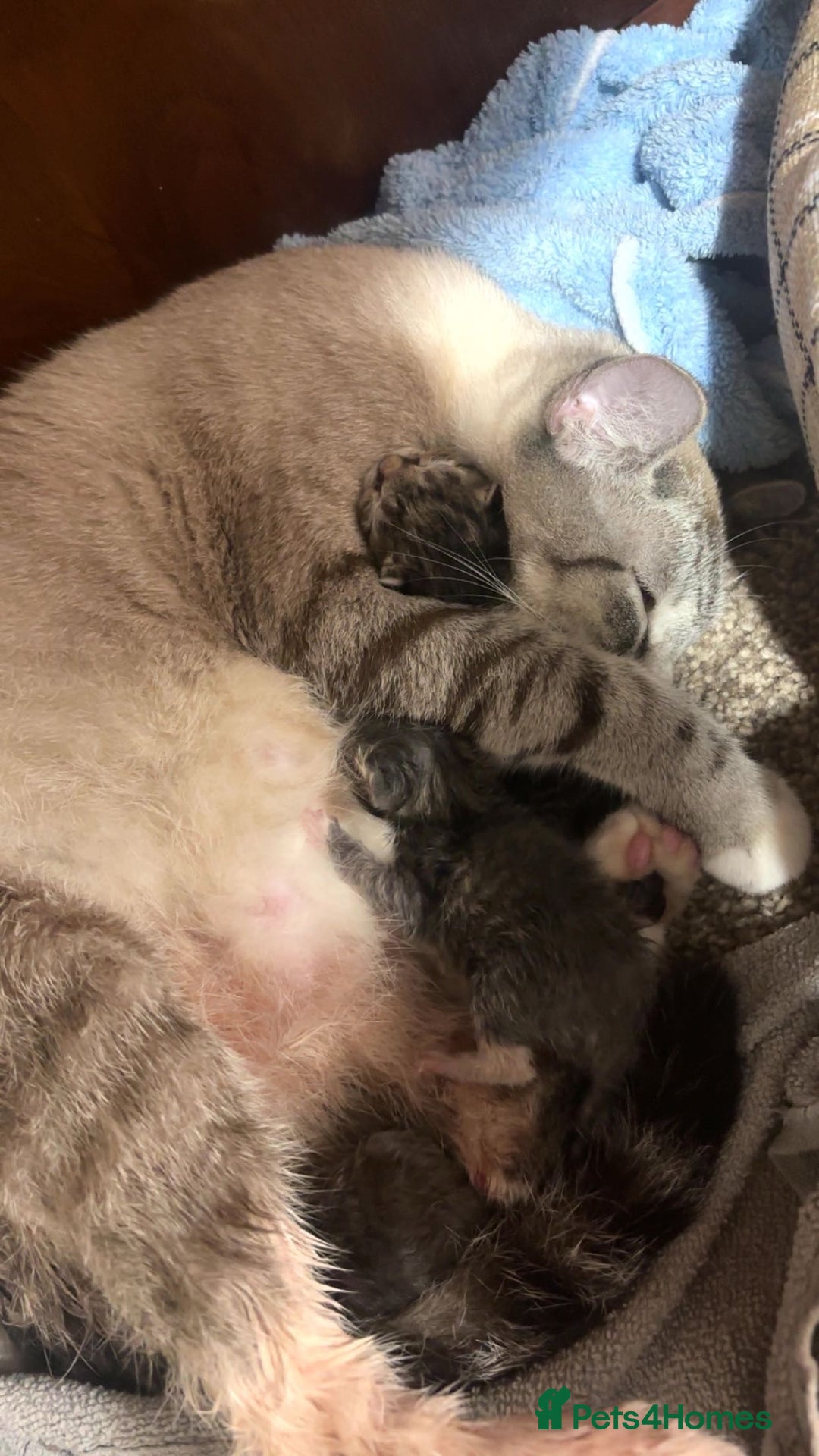 British Shorthair cats for sale: Playful kittens 🐱 - Advert 1