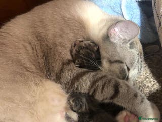 British Shorthair cats Playful kittens 🐱 - Advert 1