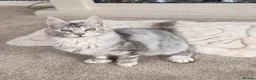 Maine Coon cats for sale: Black Silver tortie Polydactyl Maine Coon Active - Advert 6