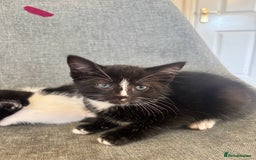 Domestic Shorthair cats for sale: Beautiful litter of kittens!  - Image 5
