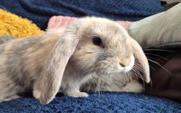French Lop rabbits for sale: Frenchlops  - Image 2