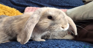 French Lop rabbits - Advert 4