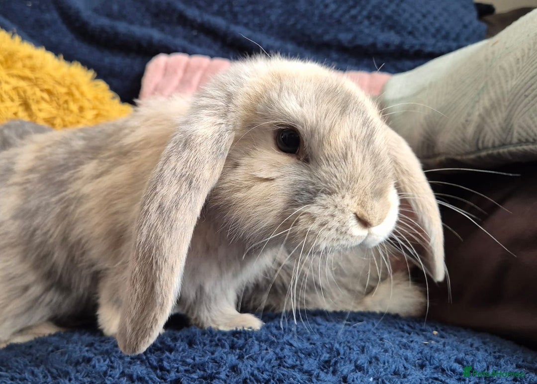 French Lop rabbits for sale: Frenchlops  - Image 2