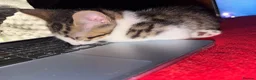 Mixed Breed cats for sale: Beautiful Kitten Looking for a Calm Home in Porth - Advert 7