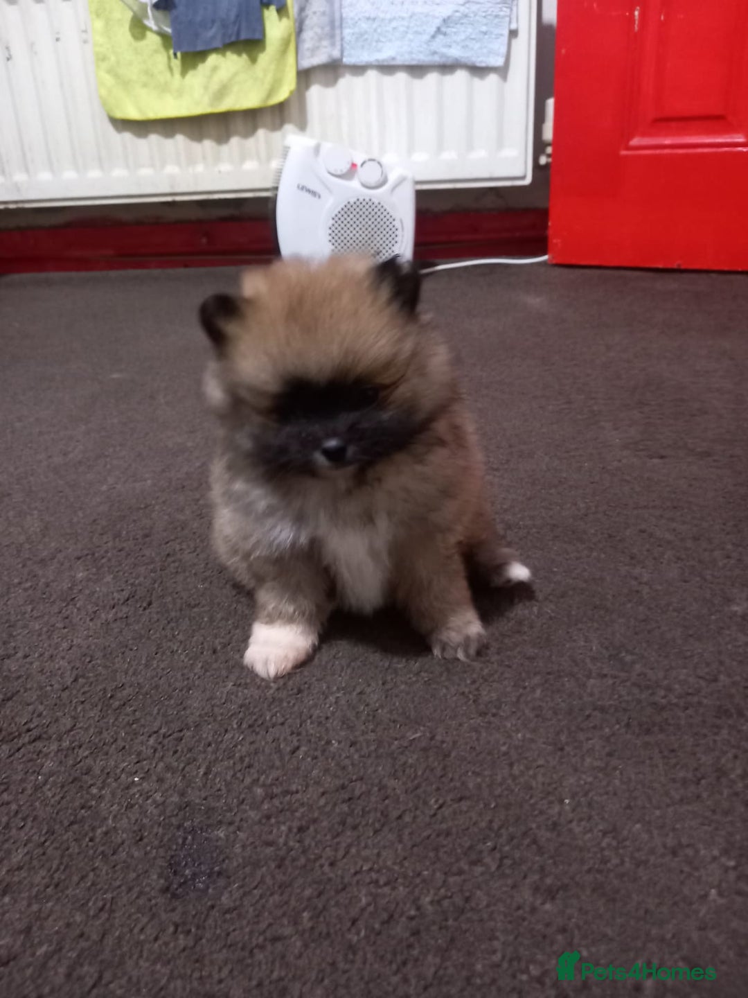 Pomeranian dogs for sale: Pomeranian puppy  - Advert 15