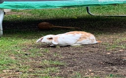 French Lop rabbits for sale: Female rabbit for sale - Image 10