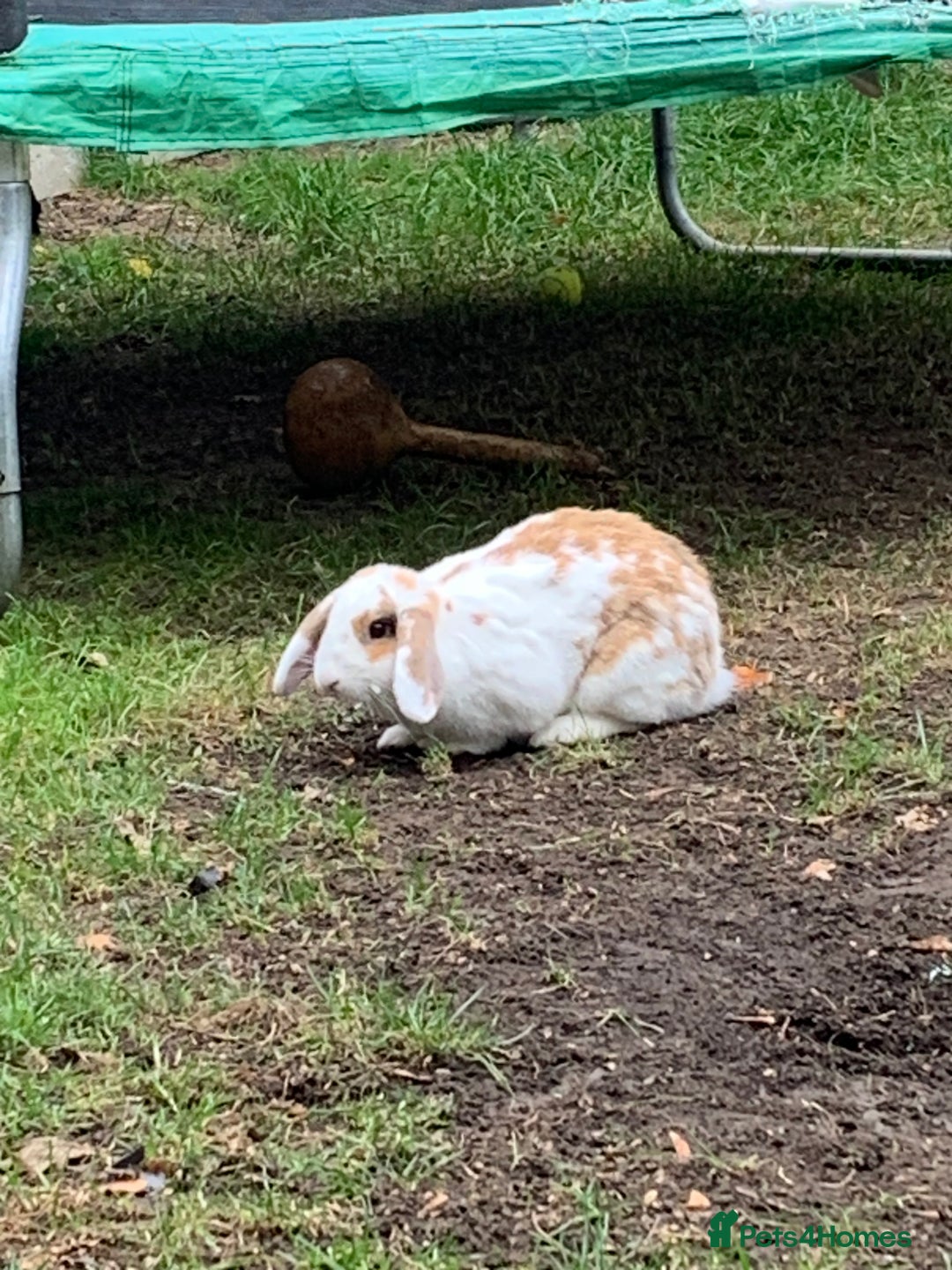 French Lop rabbits for sale: Female rabbit for sale - Image 10
