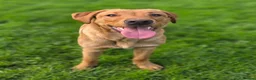 Labrador Retriever dogs for sale: Fox red lab - Advert 3