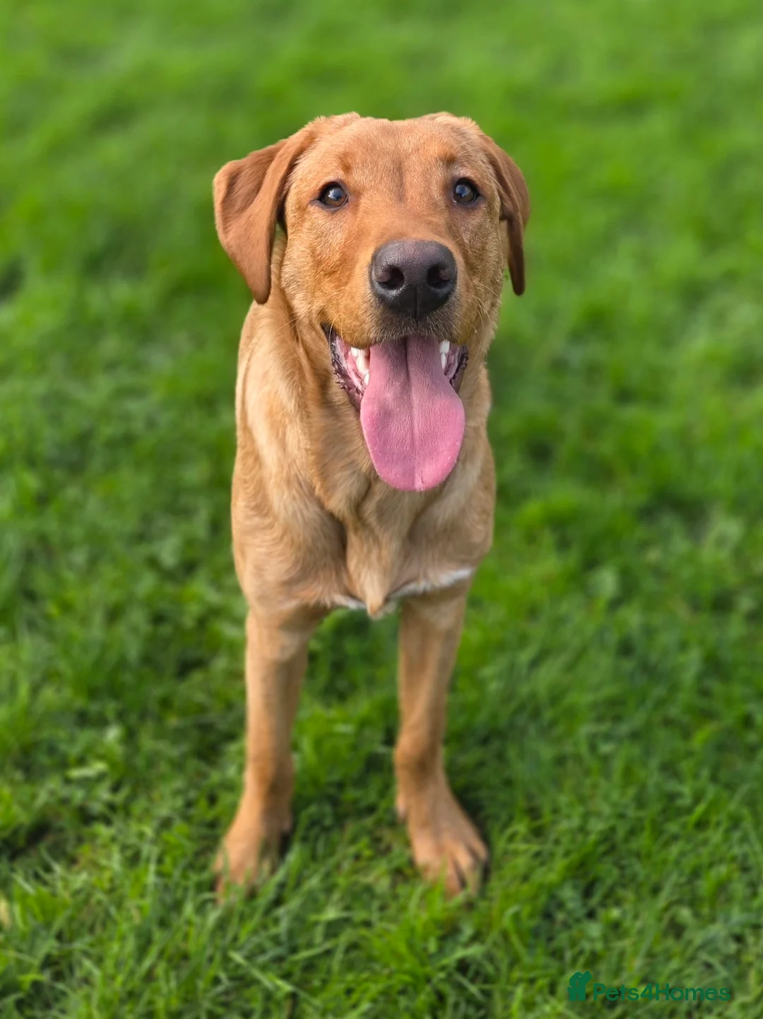 Labrador Retriever dogs for sale: Fox red lab - Advert 3