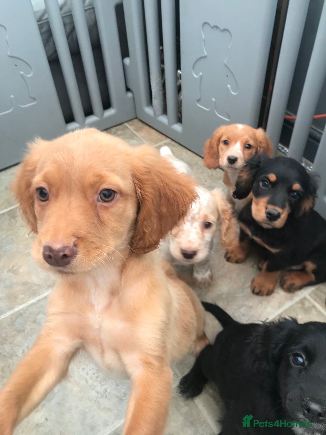 Sprocker dogs for sale: Sprocker pups  - Image 14