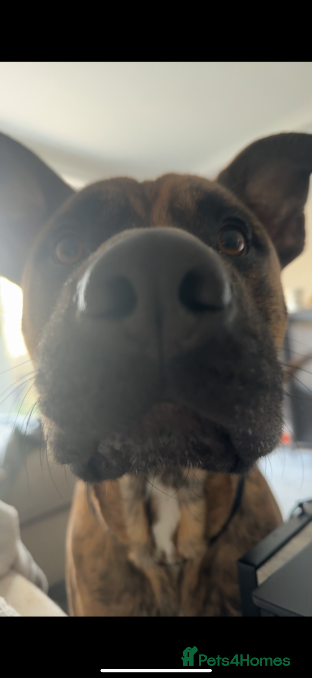 Mixed Breed dogs for sale: Urgent rehome- experienced handler  - Image 3