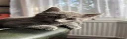 Mixed Breed cats for sale: Beautiful gray female kitten - Advert 14
